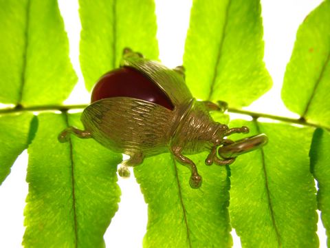 Käfer - Coleoptera - Goldanhänger Gold - Karneol